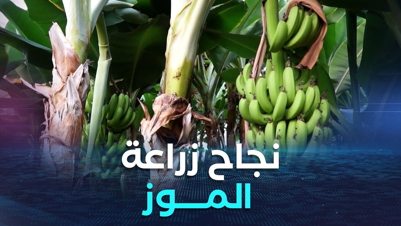 جيجل.. نجاح مبهر لتجربة زراعة الموز في البيوت البلاستيكية