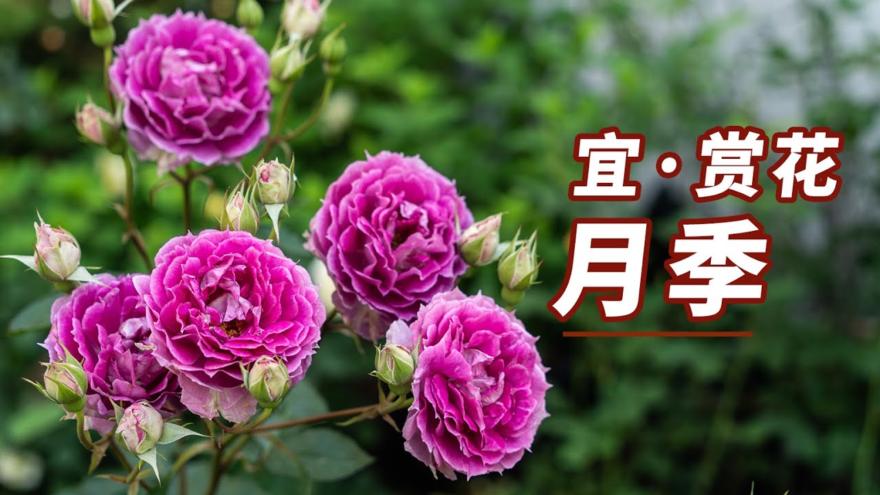 【园丁小饭】美美哒的月季都开好啦！来云赏花吧~