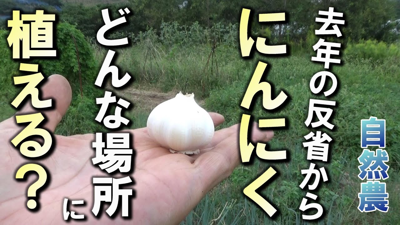【自然農】「にんにく」栽培に適した場所は？ 2024年10月6日【natural farming】