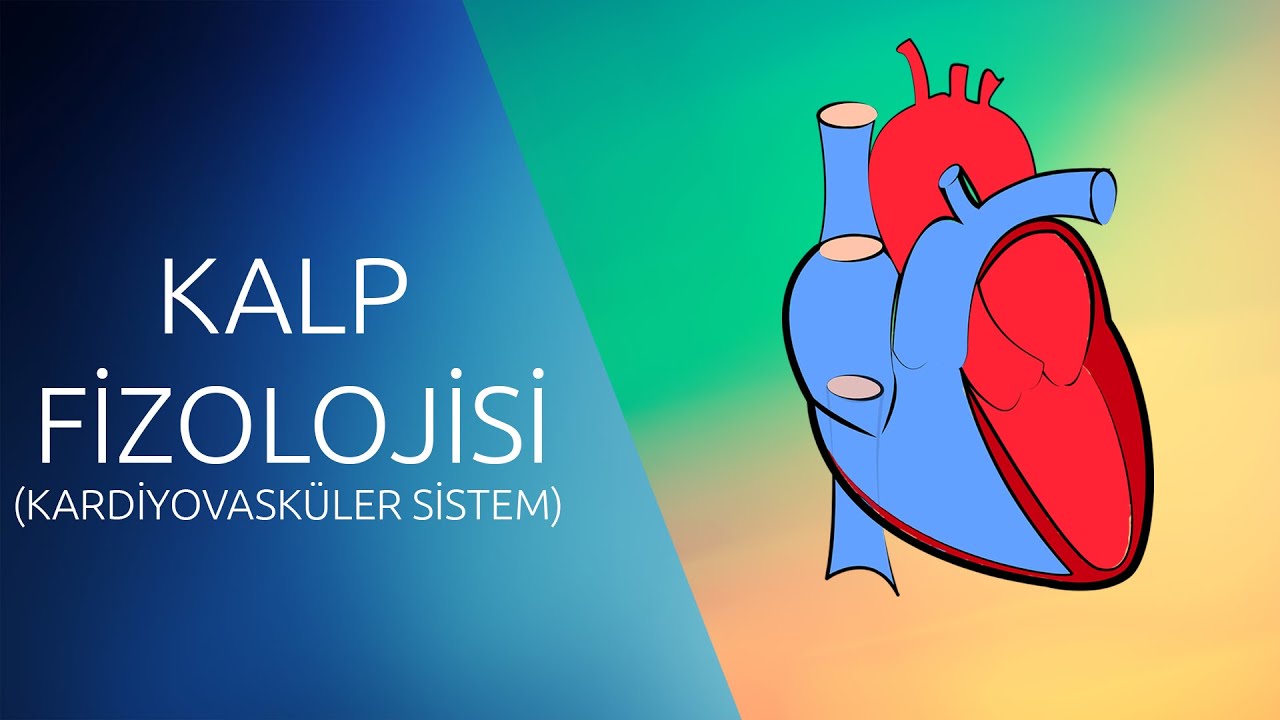 FİZYOLOJİ DERS NOTLARI#4  #Kardiyovasküler #Sistem