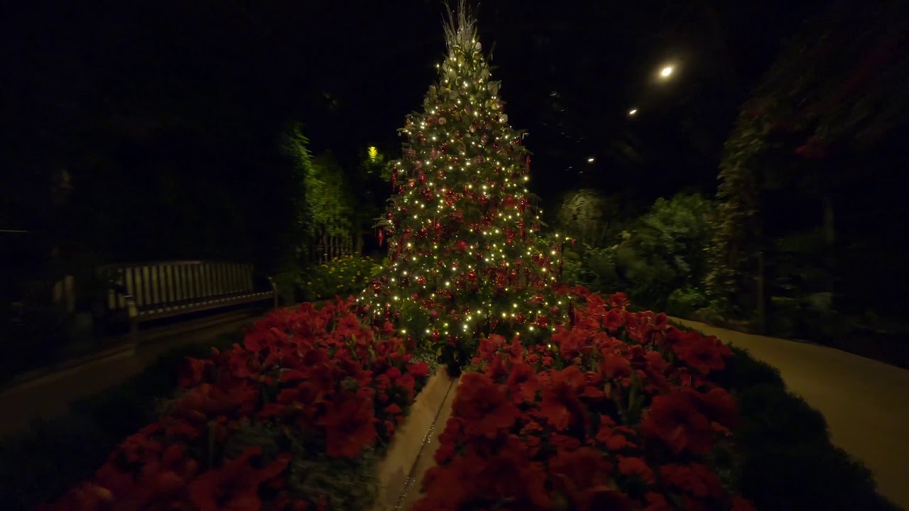Fly Through the Conservatory: A Longwood Christmas 2020 Conservatory Drone Video