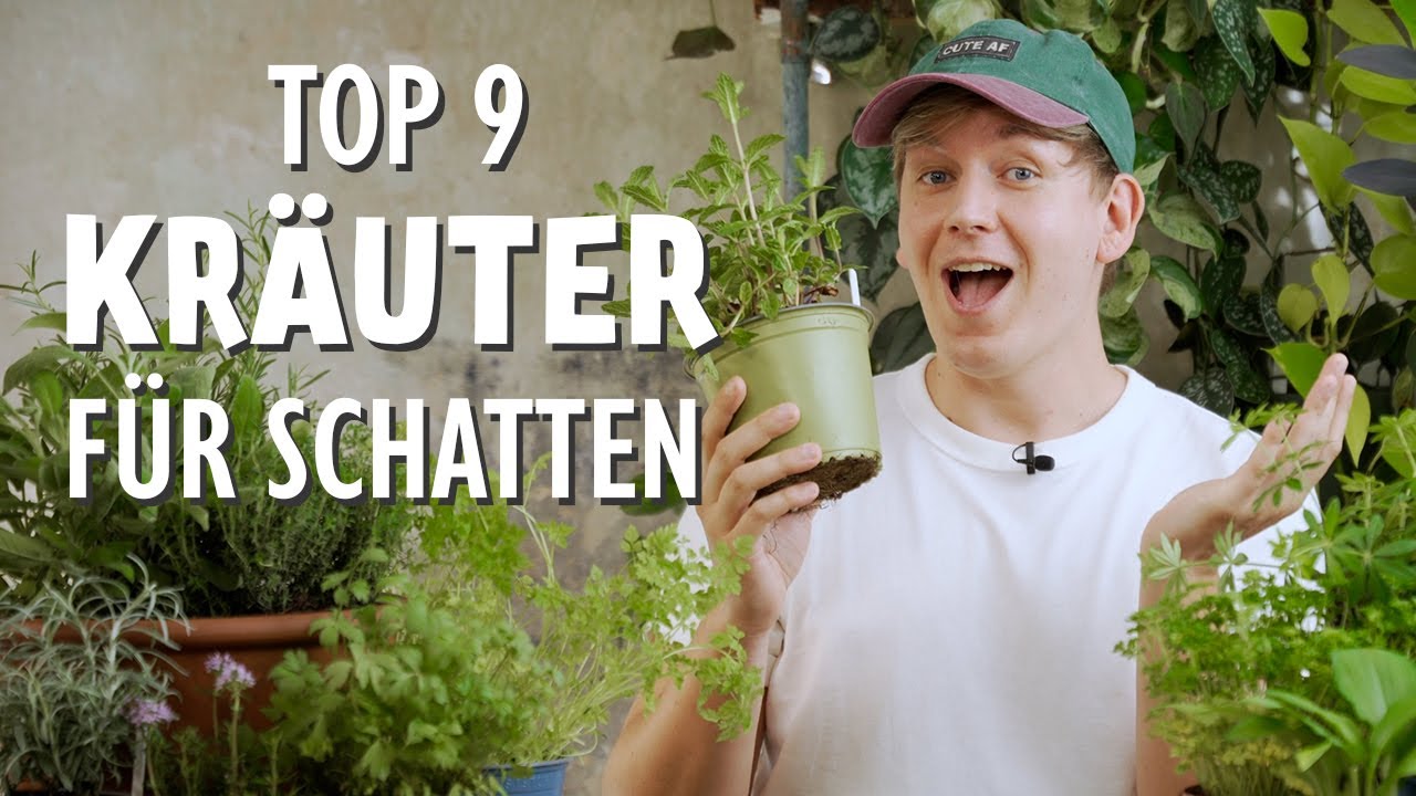 TOP 9 pflegeleichte Kräuter für schattige Balkone, Terrassen, Hochbeete & Gärten 🪴