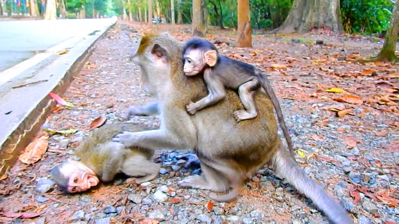 Why Anna Nurse Cute AMELIA Like This?? | @BuBuMonkeyTV