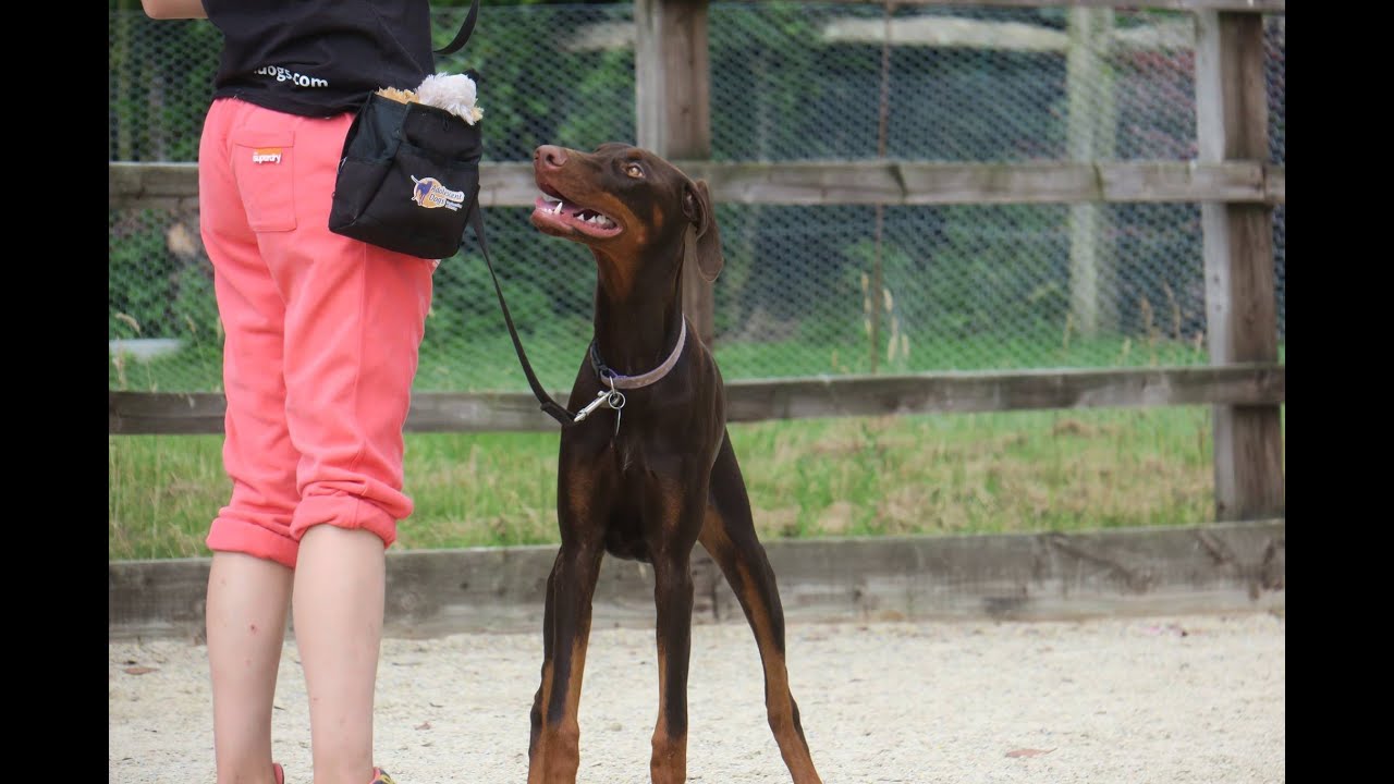 Sophie - Doberman - 3 Weeks Residential Dog Training