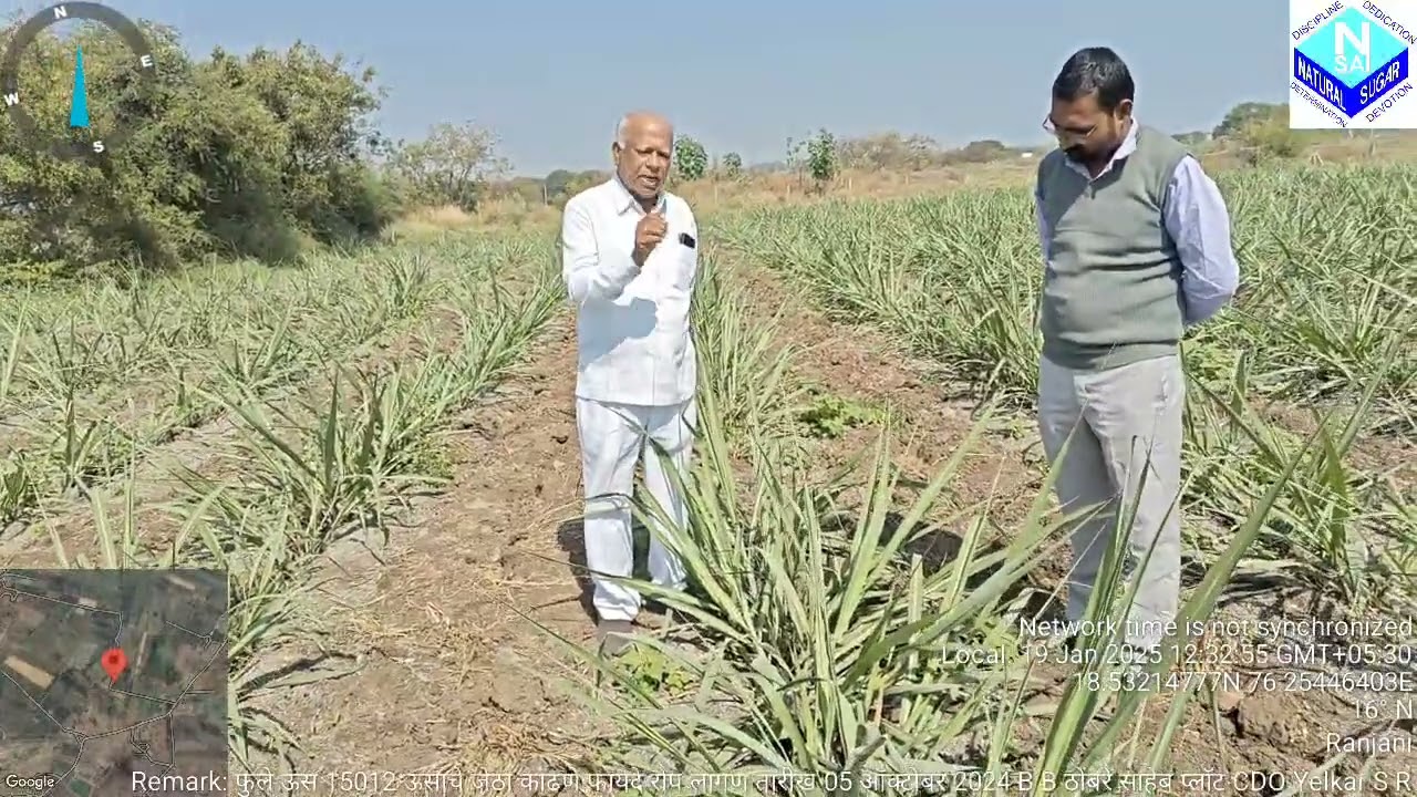 फुले ऊस 15012 ऊसाचा जेठा काढण्याचे फायदे रोप लागण तारीख 05 ऑक्टोबर 2024 B B ठोंबरे साहेबांचा प्लॉट