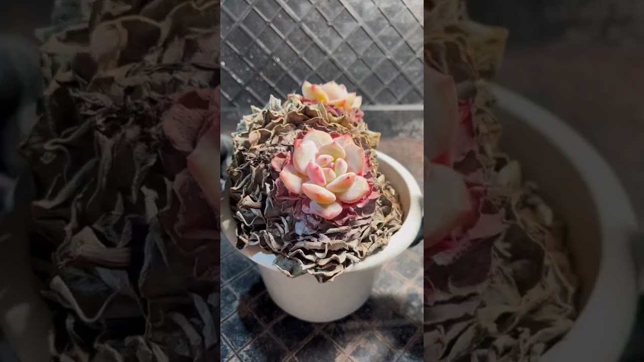 Clean Professional Workspace with Succulents | 4K Productivity Background