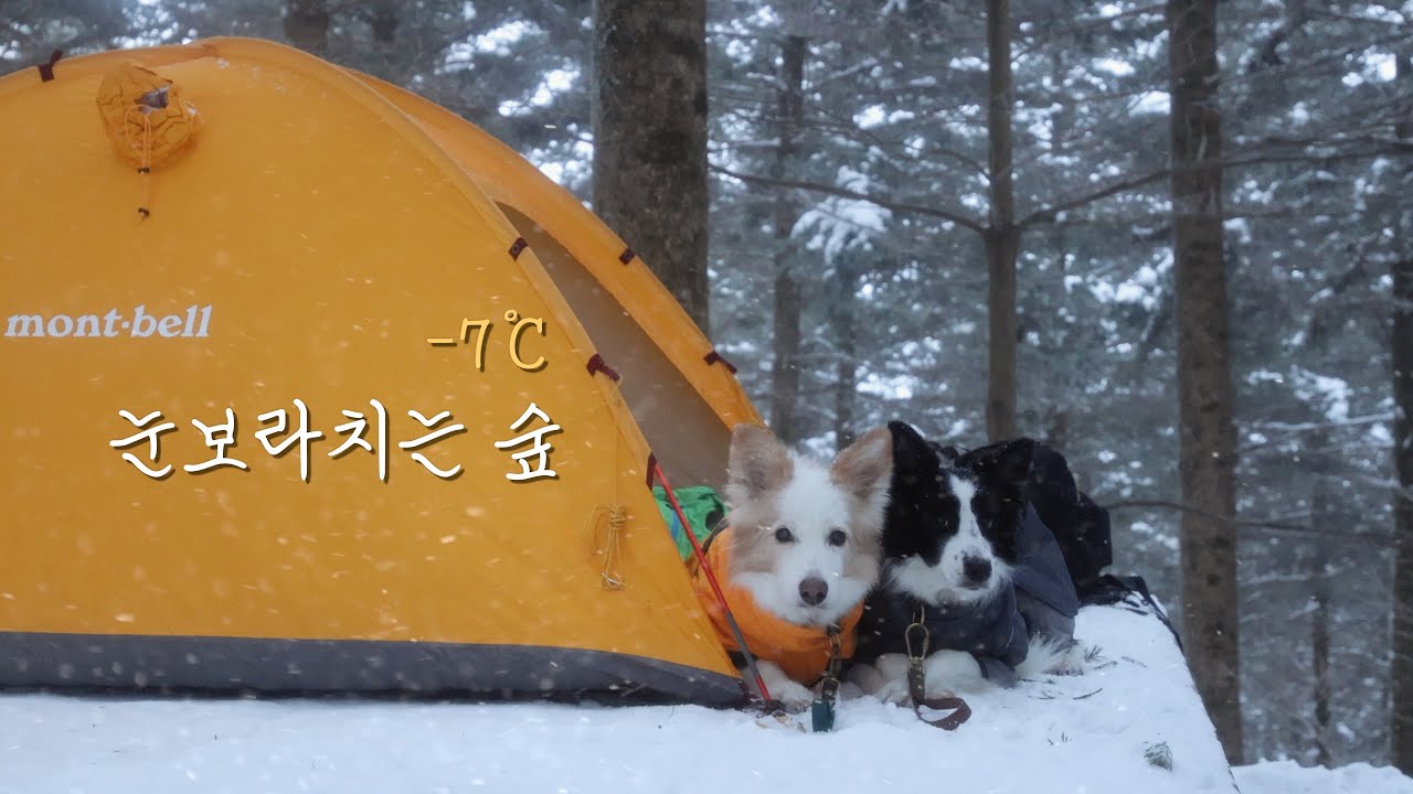 눈보라치는 숲에서 강아지들과 포근하게 혼자 자는 법 | 솔로 백패킹