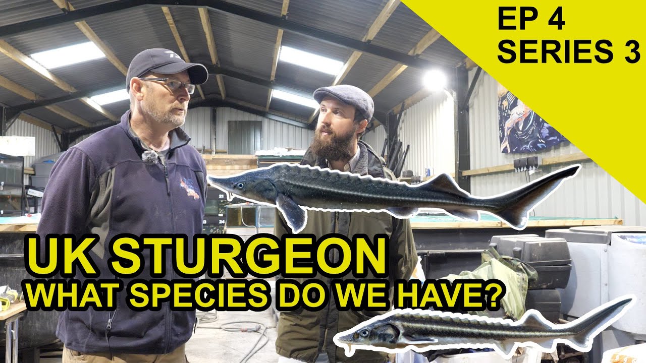 What Kind of Sturgeon are in Britain?: Species Hunt (EP 44)