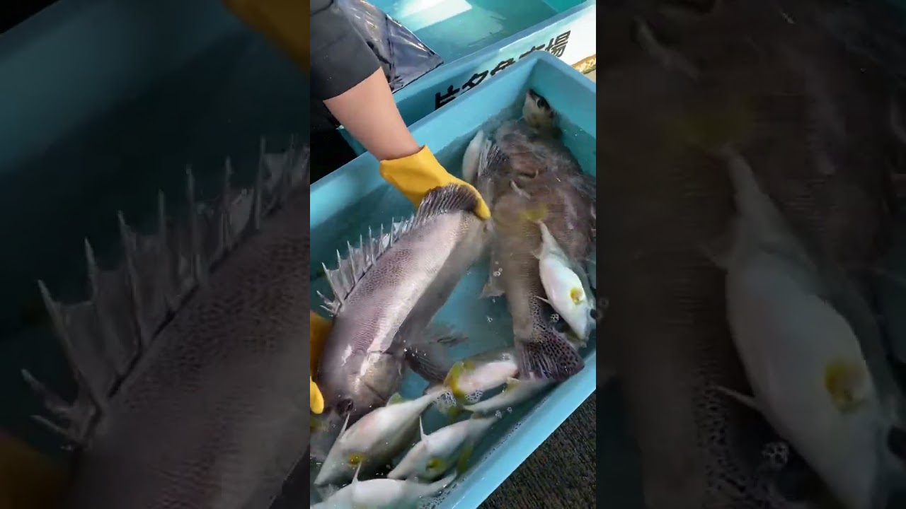 うお一番南知多鮮魚仕入れ担当です‼️‼️#うお一番 #きまぐれクック  #市場