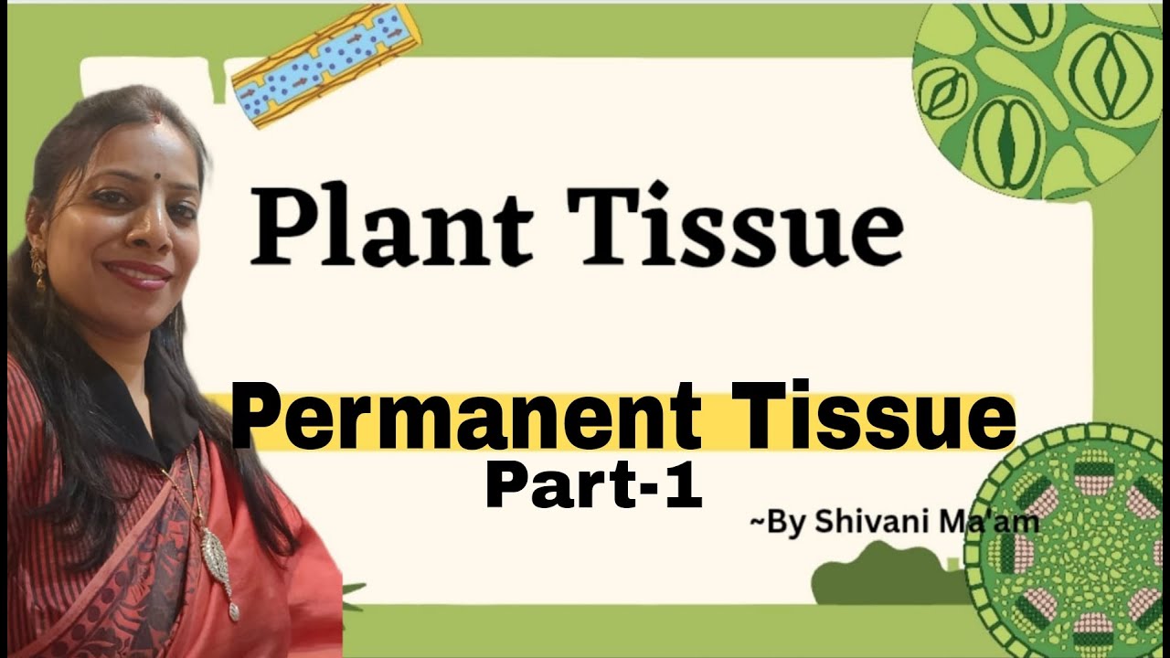 Simple Permanent Tissue | Plant Tissue | In Hindi for class 9 | Bioxplained #biology