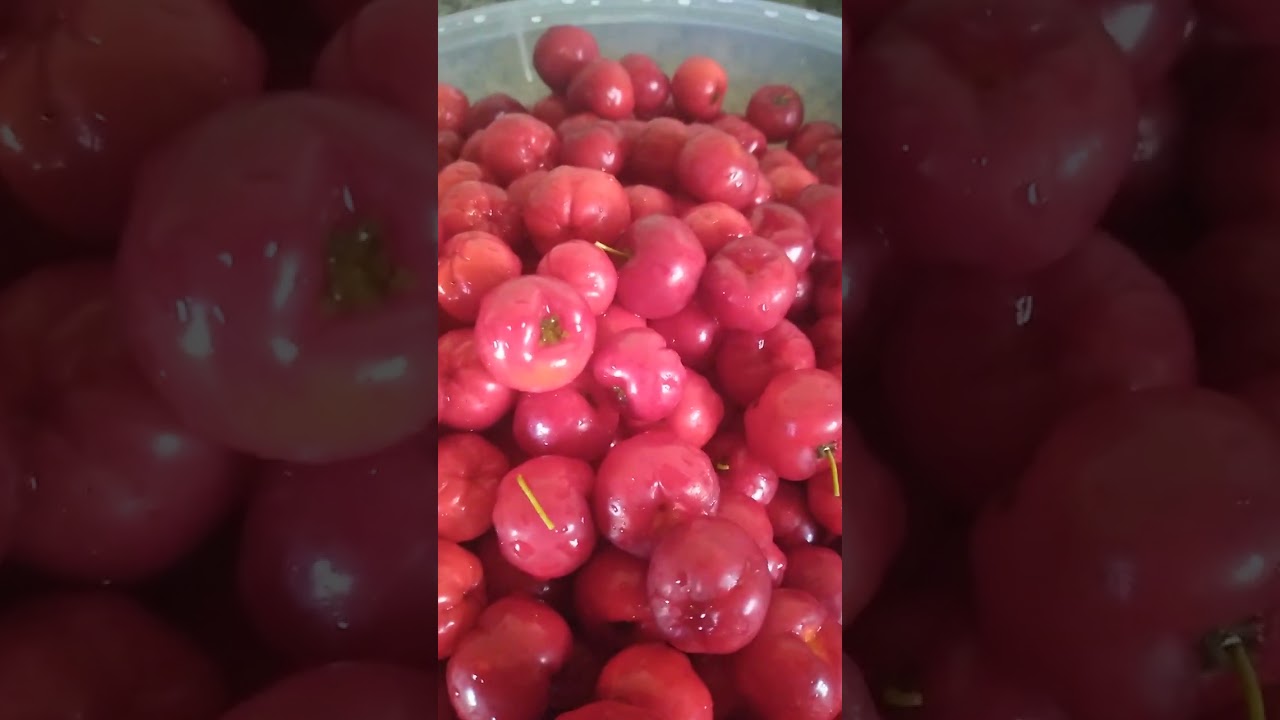 Como preparar a retirada da polpa da acerola. 