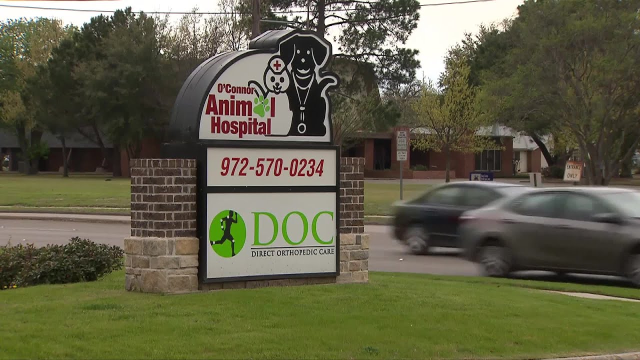 Texas woman mauled to death by her own pit bulls at vet clinic