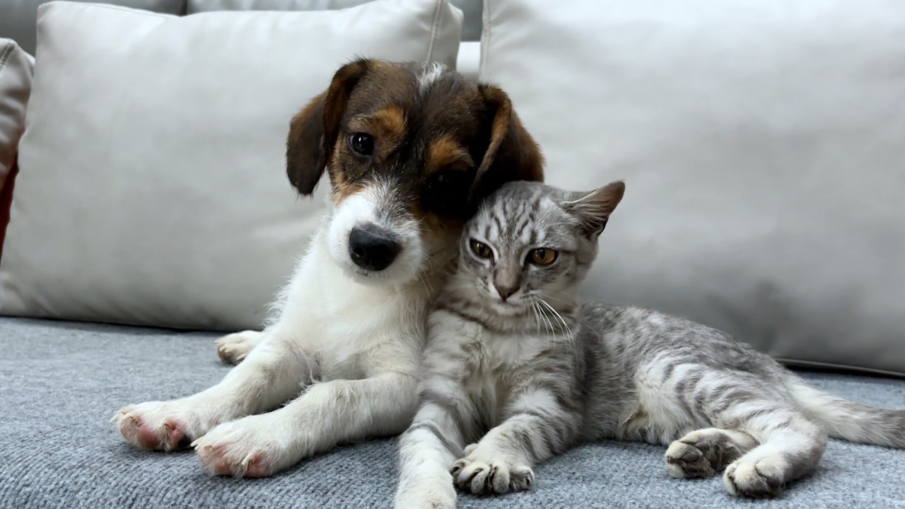 The Kitten Fell in Love With the Puppy at First Sight