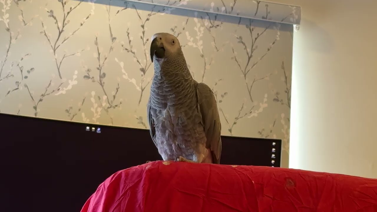 Pepper the SUPER adorable African Grey talks for 5 MINUTES!!!