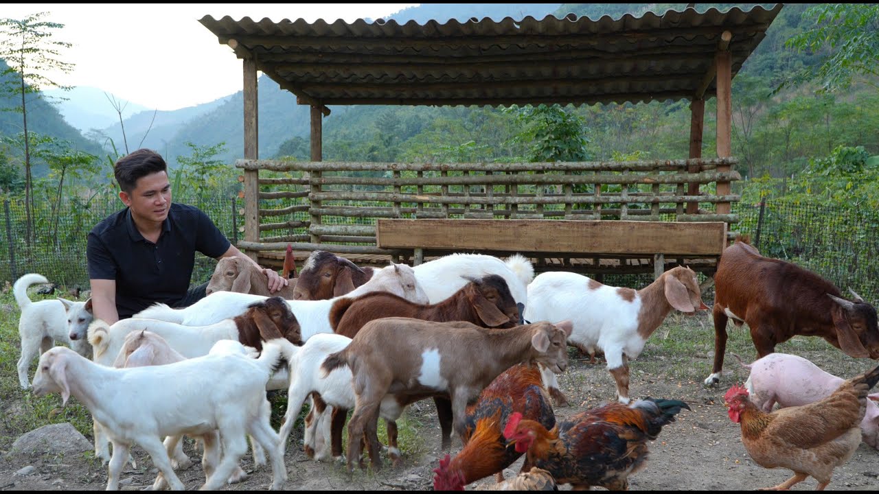 The chef left the city to live in the forest, build a farm, raise livestock, and cook.