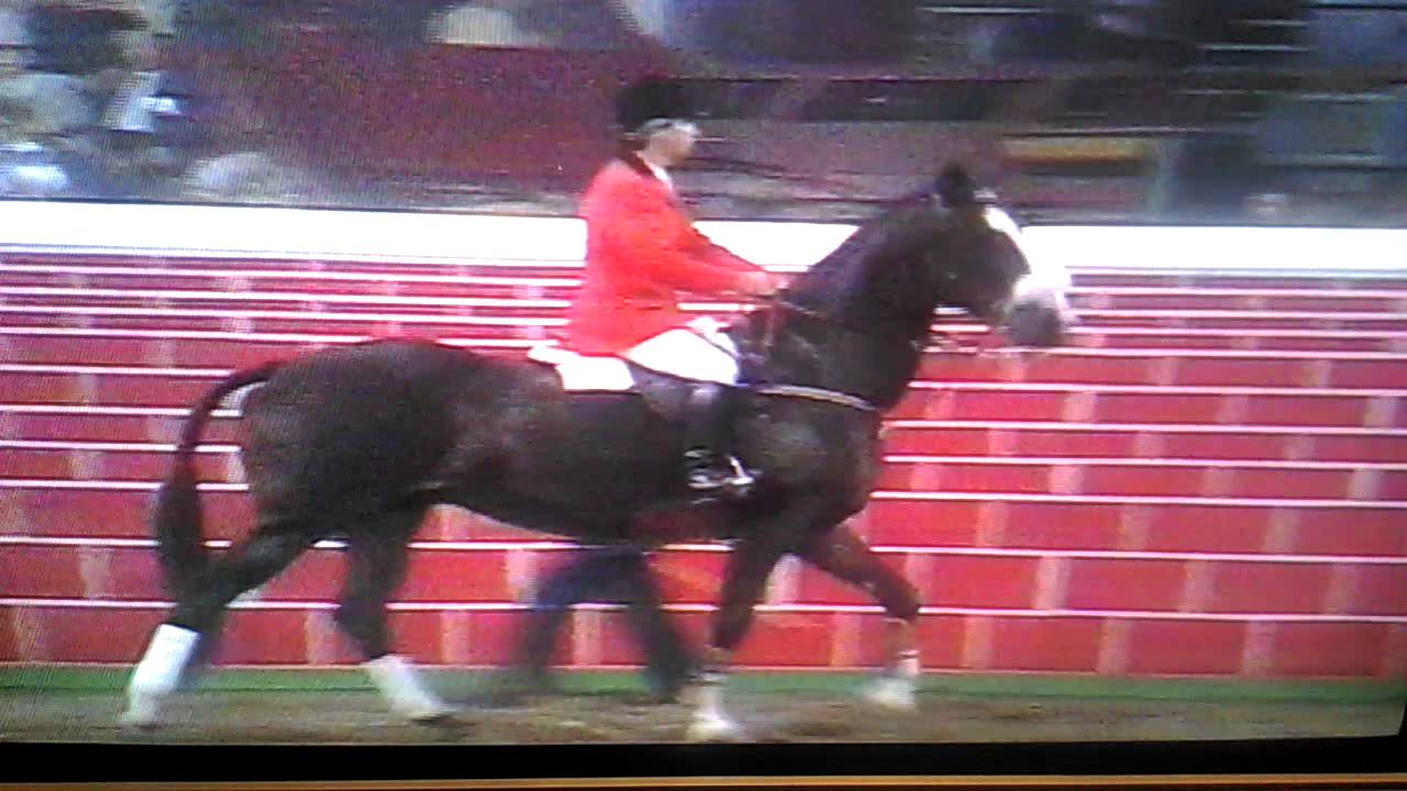 Nelson Pessoa Miss Moet Hoys