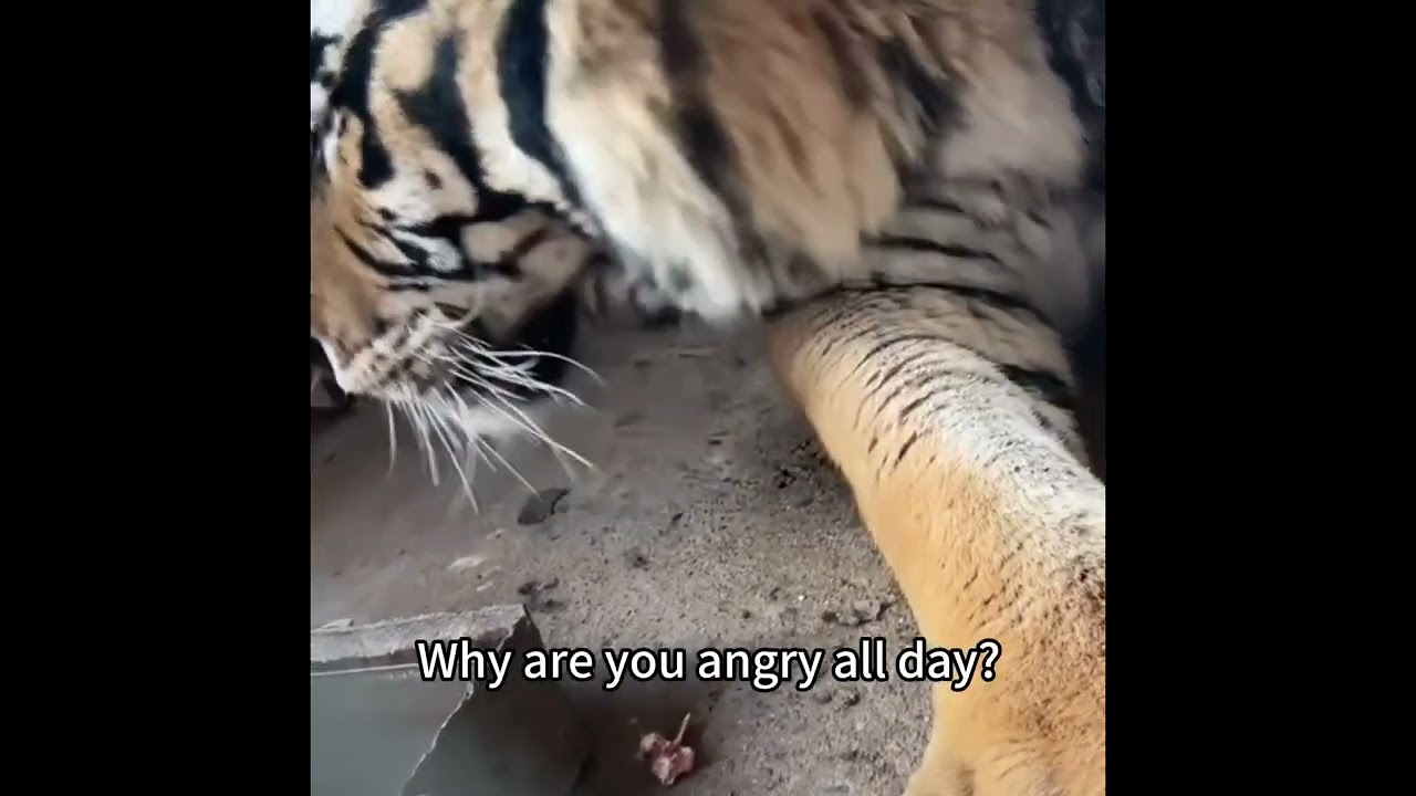 Why is Big-Faced Tiger angry again?🐯🤣#tiger #animals #cute #zoo 