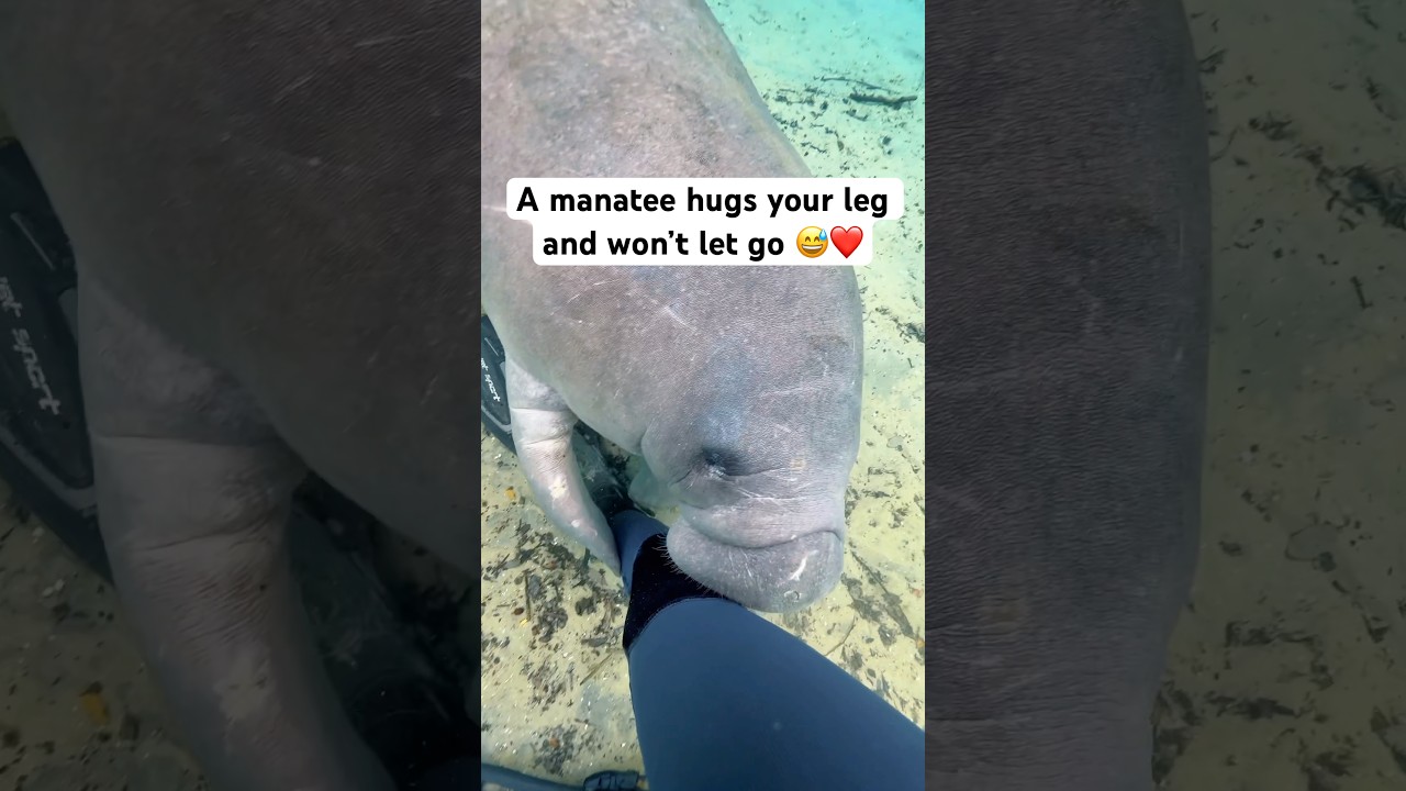 A manatee hugs your leg and won&rsquo;t let go. What do you do? 😂❤️ #manatee #florida #conservation