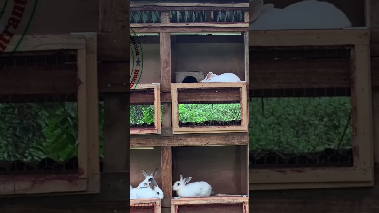 Installation d&rsquo;un nouveau clapier/ lapin 🐇