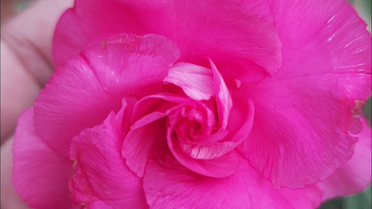 JARDIM IMPÉRIO DAS ROSAS ESTA MARAVILHOSO!...