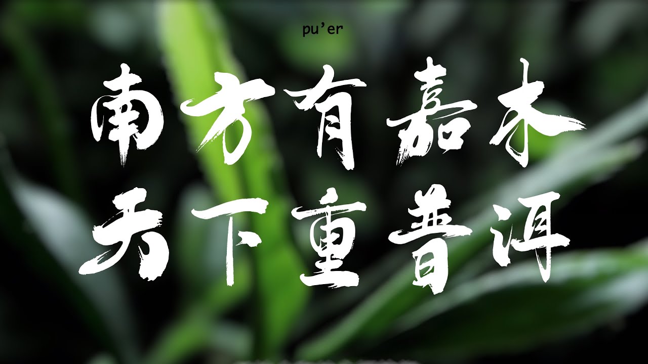 茶影｜南方有嘉木 天下重普洱 Pu&rsquo;er