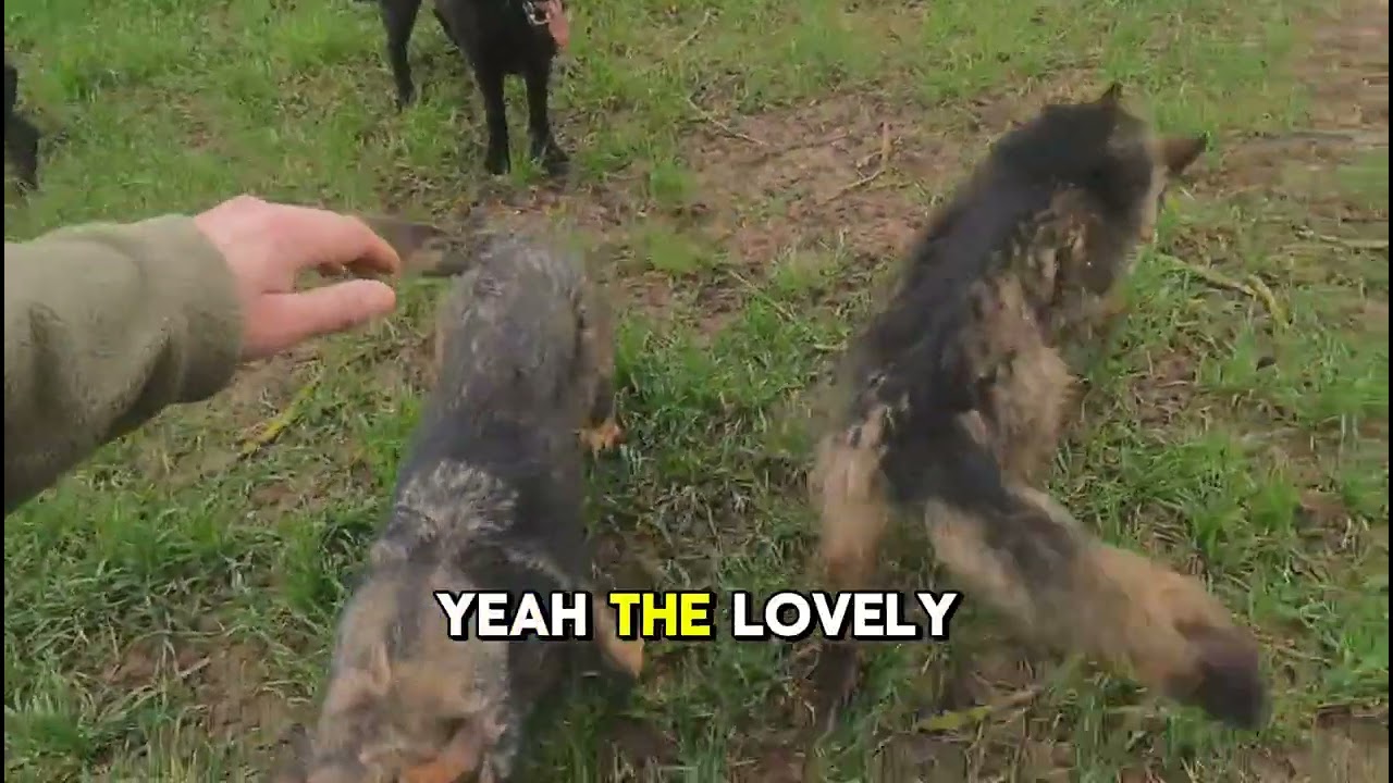 8 German shepherds Protection Dogs