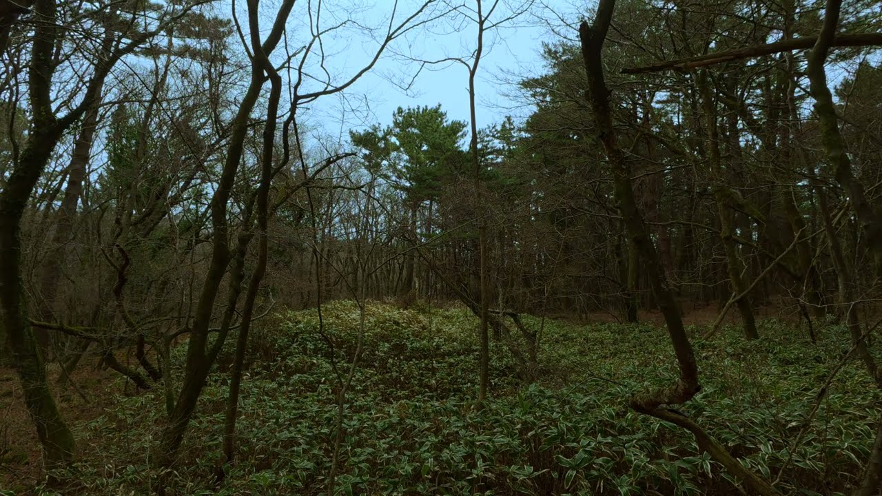 The Sound of Silence and Planes: A Rainy Day in Mt. Halla, Jeju