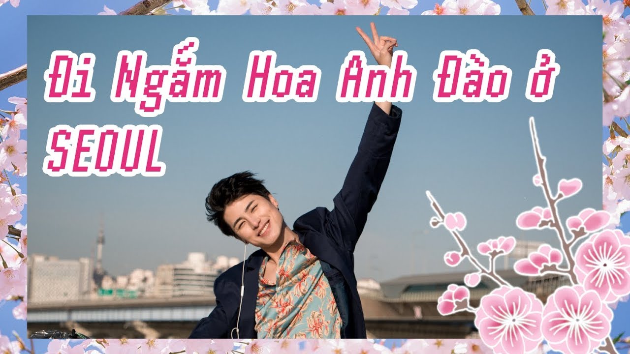 Điểm Ngắm Hoa Anh Đào Đẹp Nhất SEOUL ||| Lễ hội hoa Yeouido