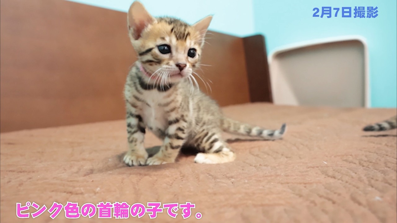 2025年1月10日生まれ　くるみママの子猫②　ベンガル