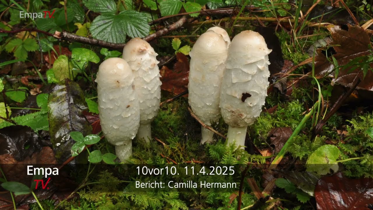 Pilzbatterien aus dem 3D-Drucker