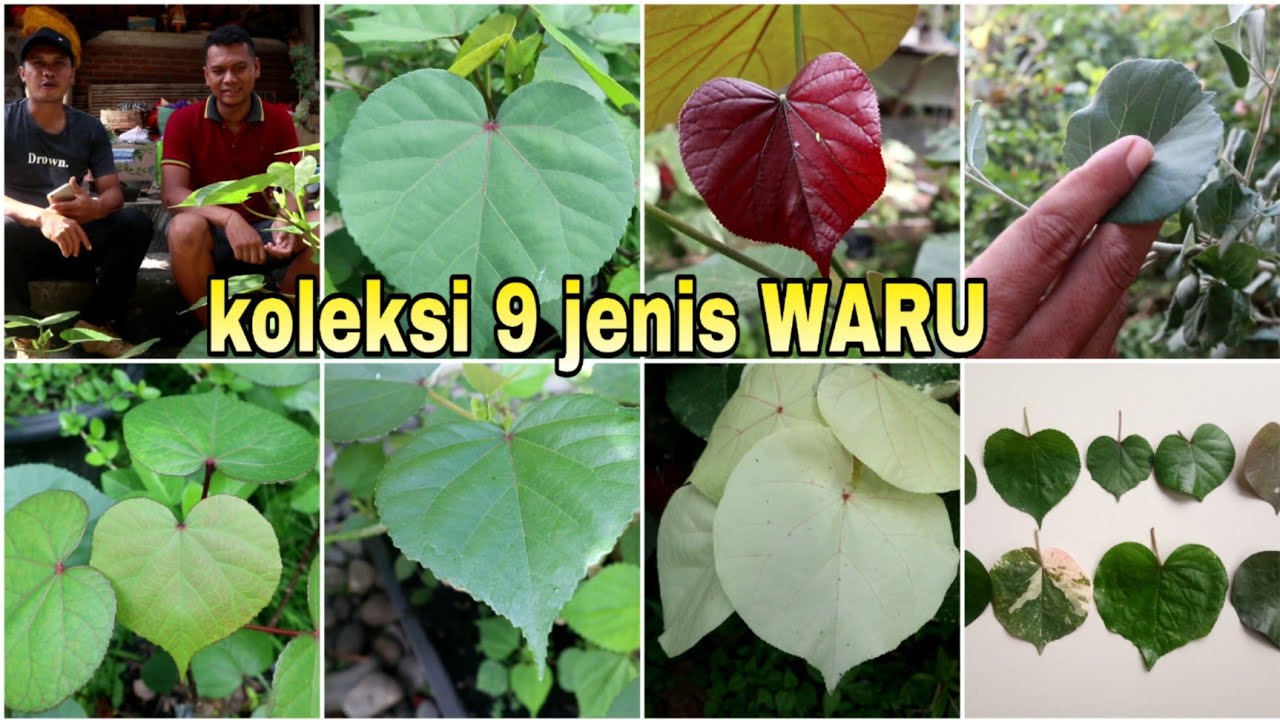 Jenis Pohon Waru Yang Bagus Untuk Bonsai