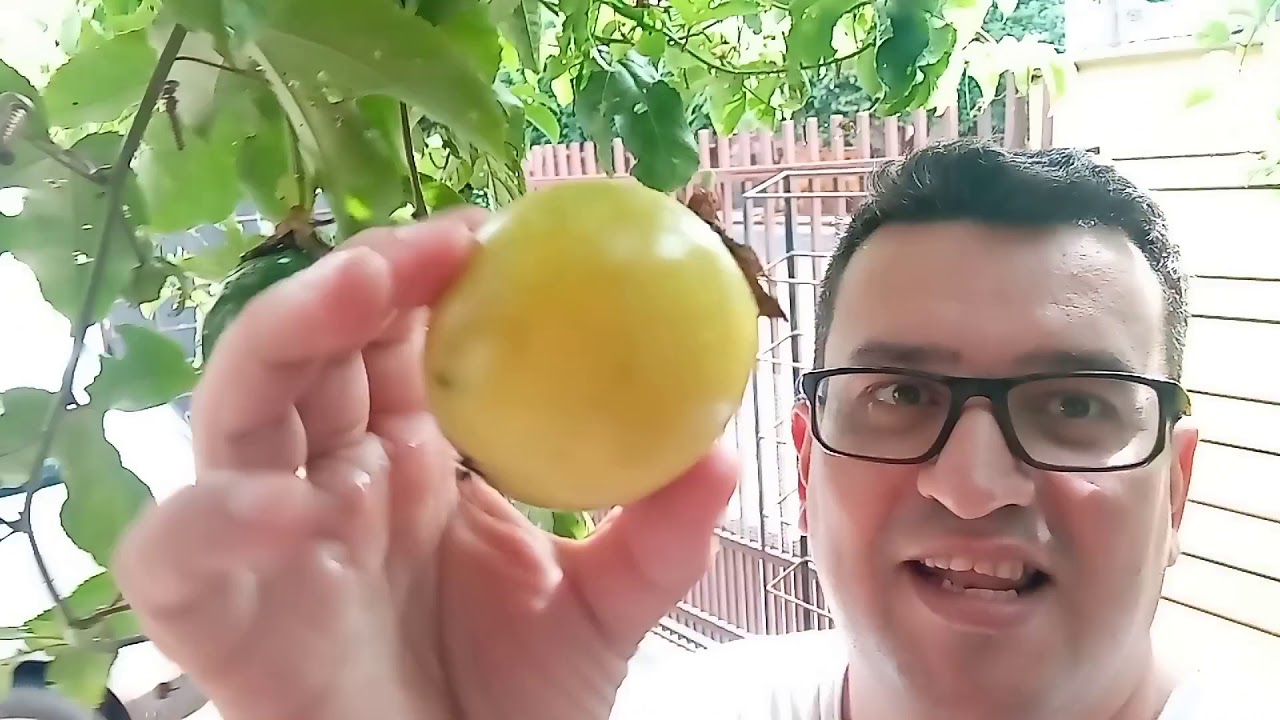 Colhendo maracujá plantado no vaso.