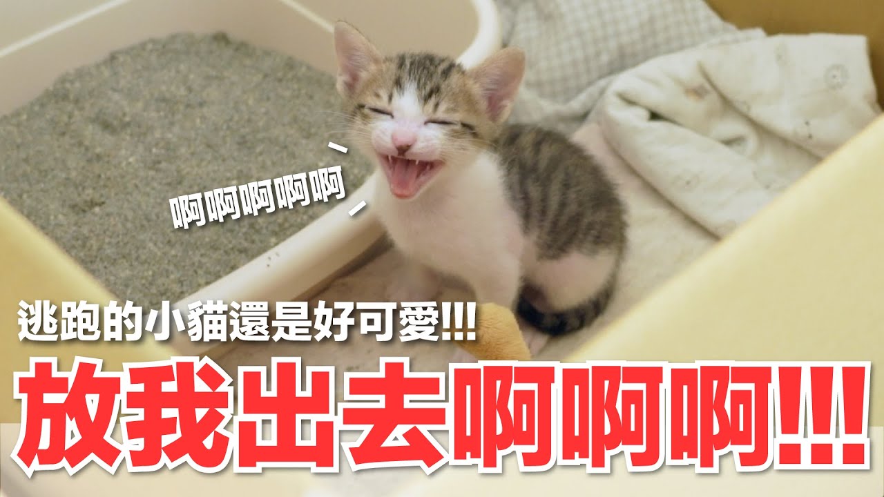 【好味小姐】放我出去啊啊啊！逃跑的小貓還是好可愛！｜好味貓日常179