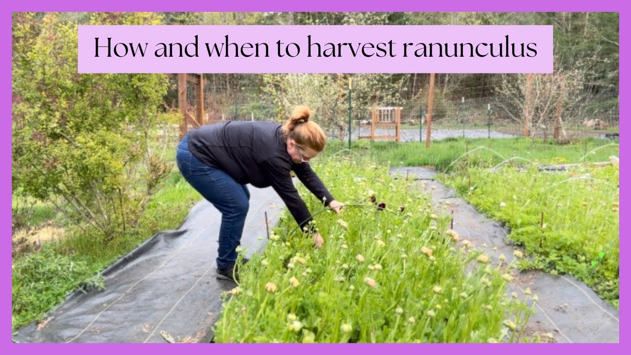 Ranunculus Harvesting: Timing and Techniques for Perfect Blooms! PNW zone 8b