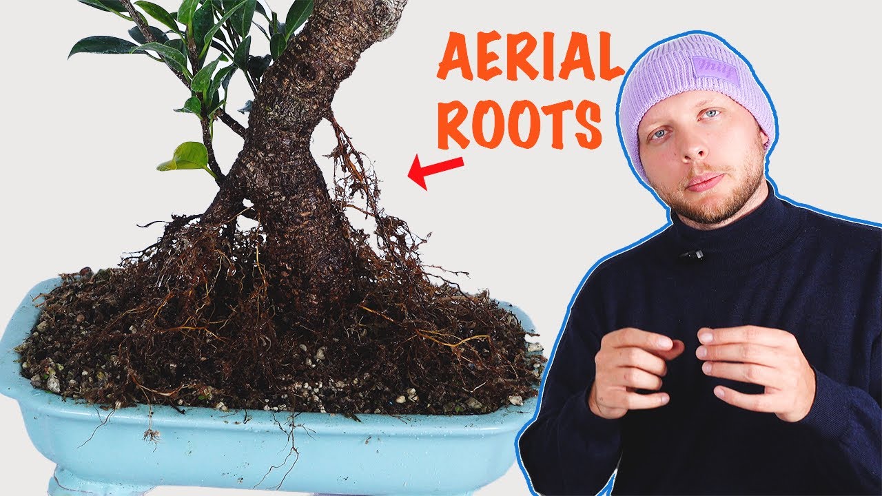 How to Produce Aerial Roots on a Ficus (Non-Tropical Climate)