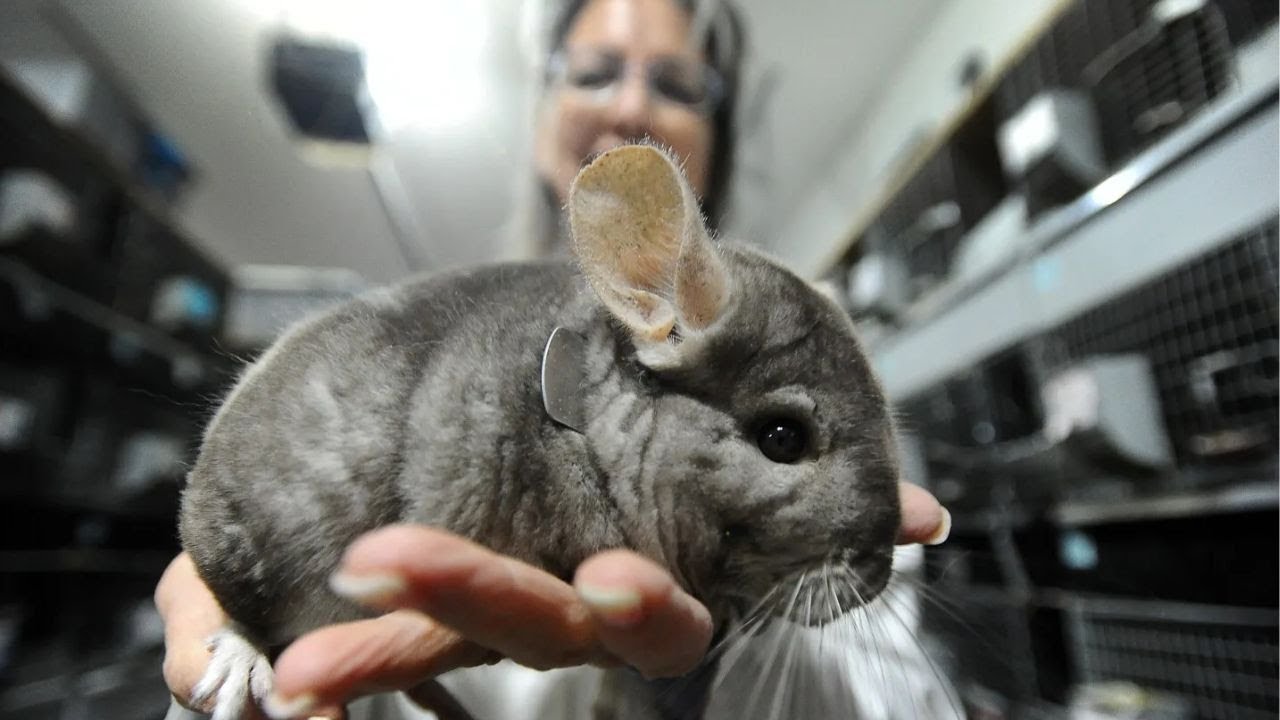 Inside the Chinchilla Fur Studio From the Farm to the High End Jacket &ndash; Complete Process