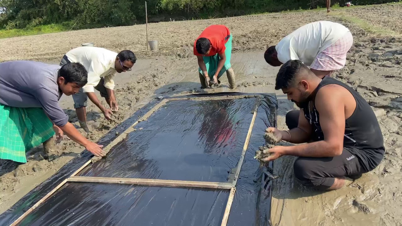 MAT Nursery preparation for Mechanical transplanting of Rice