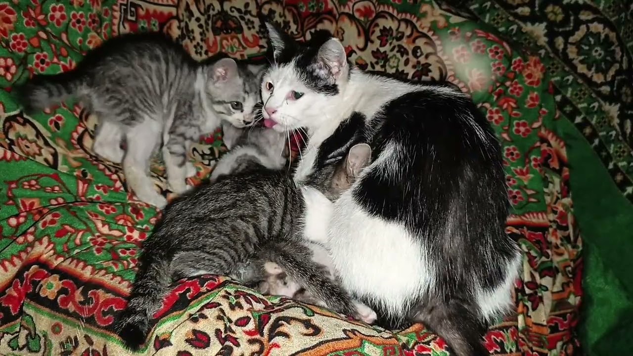 Relaxing Music with Cats