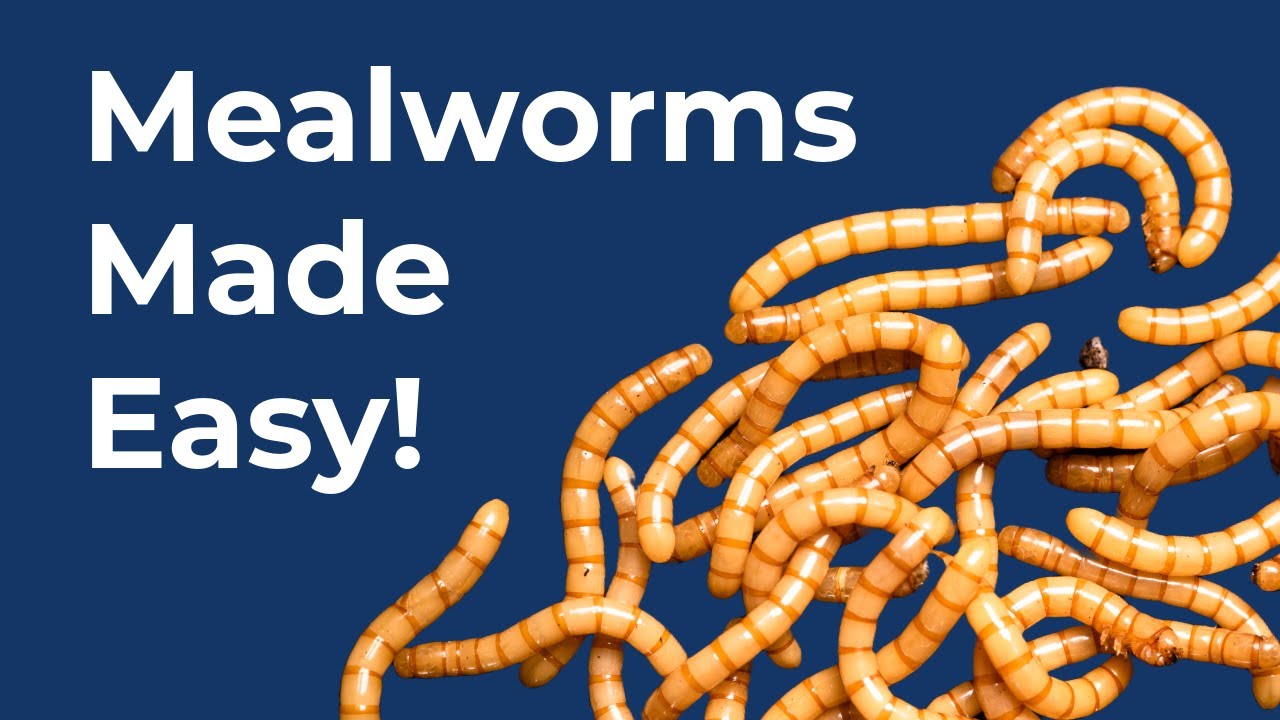 The Easiest Mealworm Farm Ever? Simple & No Sifting!