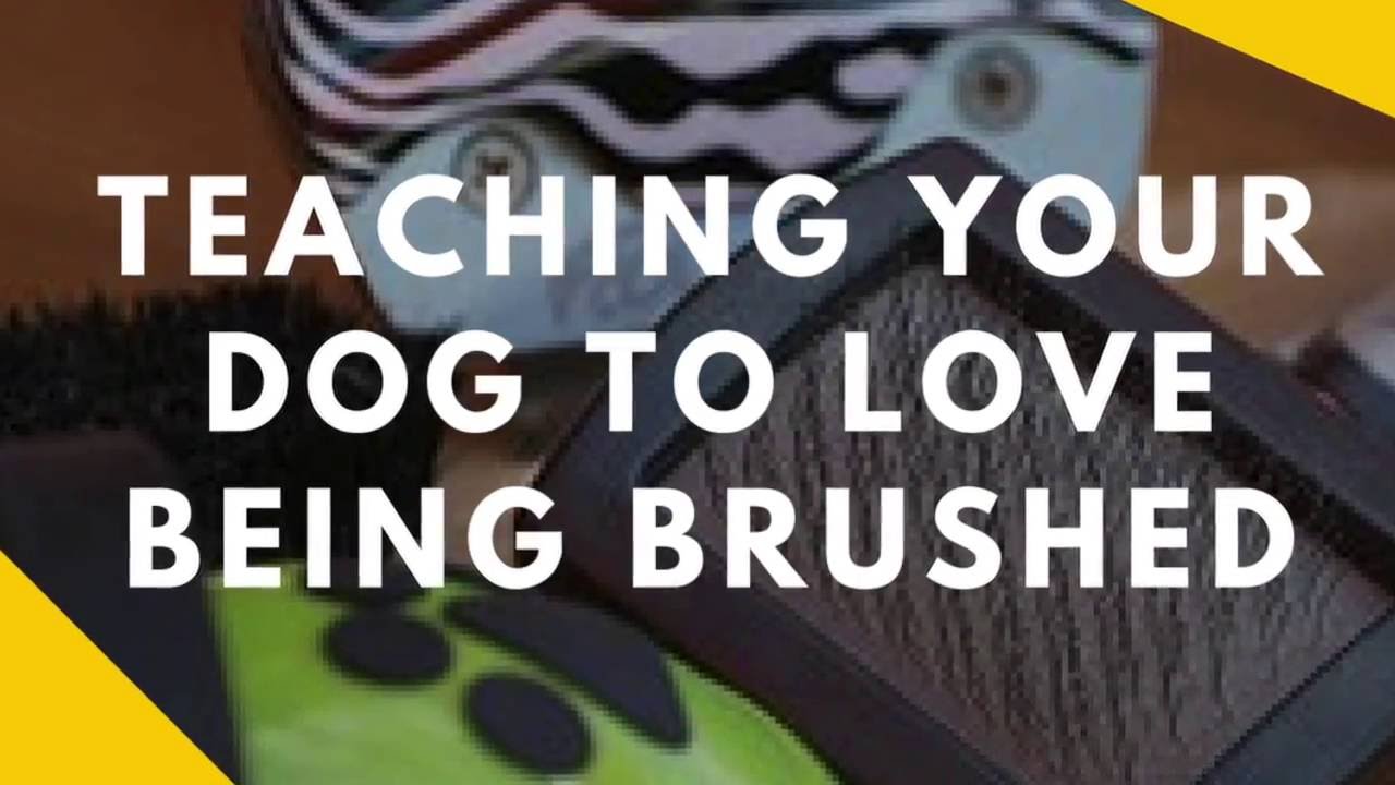 Teaching Your Dog To Like Being Brushed