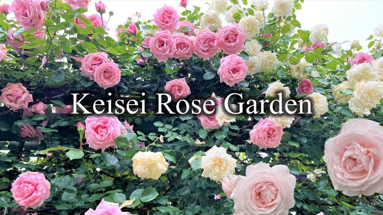 京成バラ園 2022年5月20日 Keisei Rose Garden 2022 Spring ピークを迎えた園内はバラの香りに包まれていました