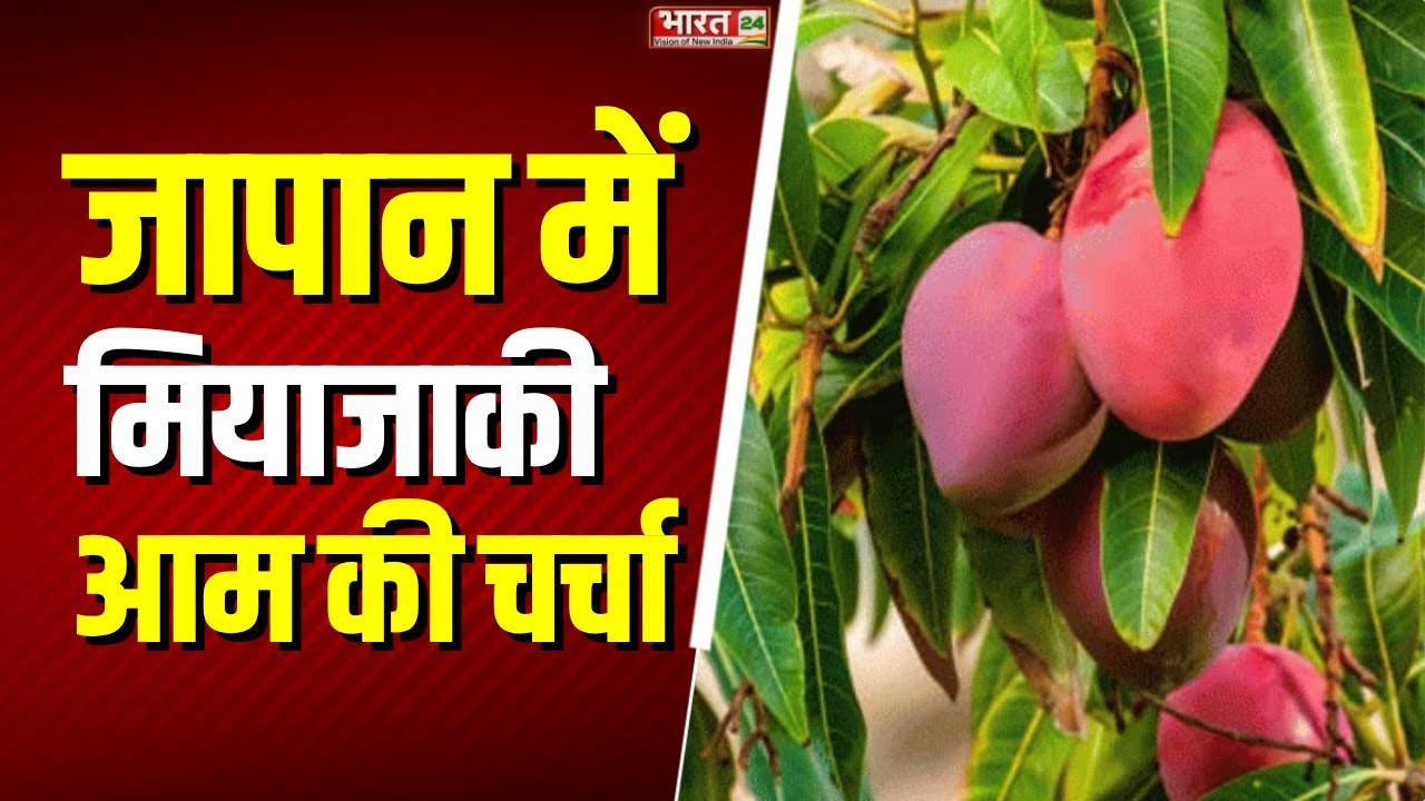 Varanasi में जापानी Miyazaki Mango: लाखों की कीमत, सुरक्षा के लिए गार्ड और CCTV से निगरानी | UP News
