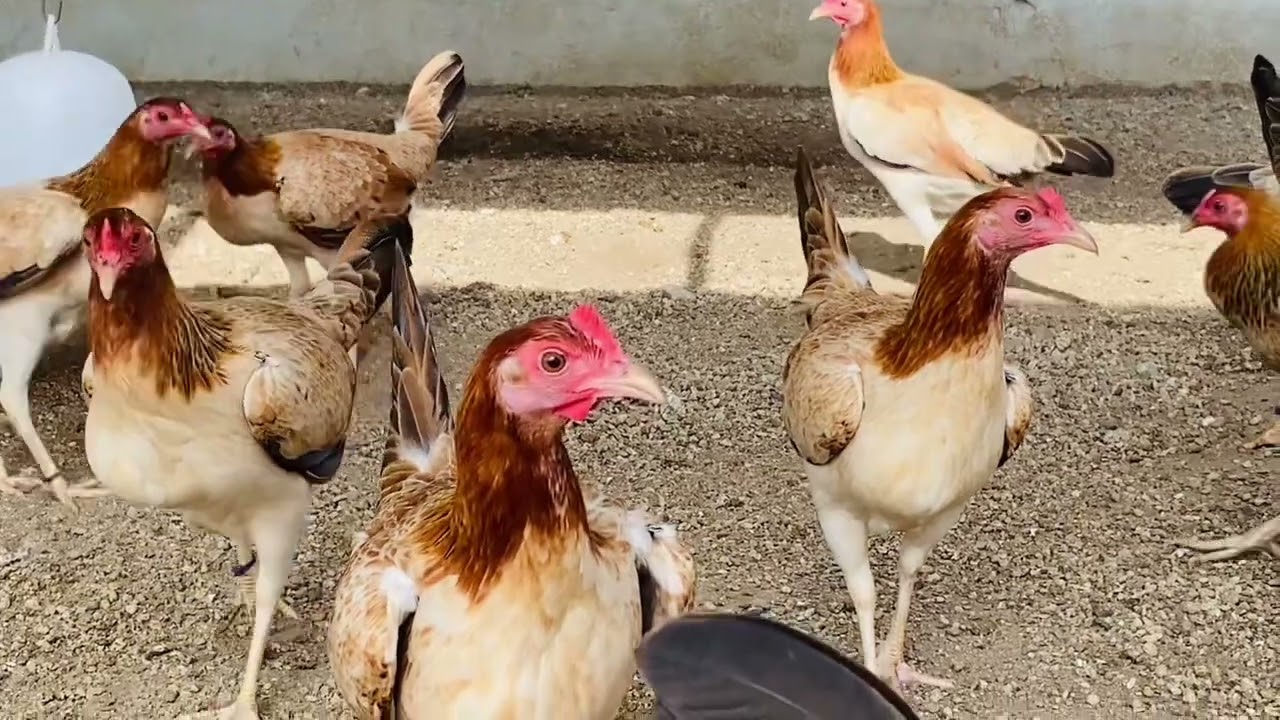 Ito na Ang mga available natin na mga pullet