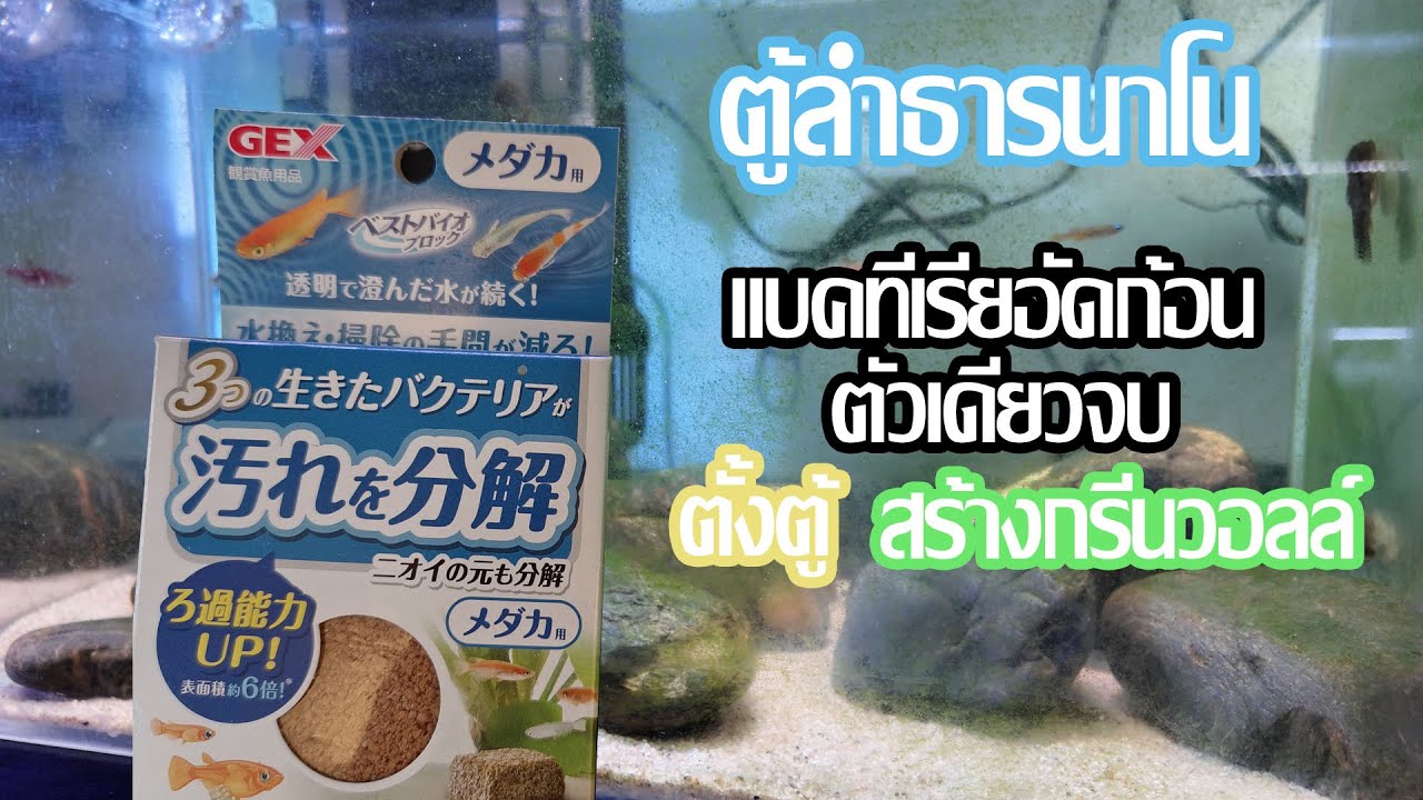 พื้นที่เล็กๆ ของธรรมชาติ: เนรมิตตู้ปลาใบจิ๋วให้เป็นลำธาร ตอน 2 ตัวเรียกกรีนวอลล์ GEX
