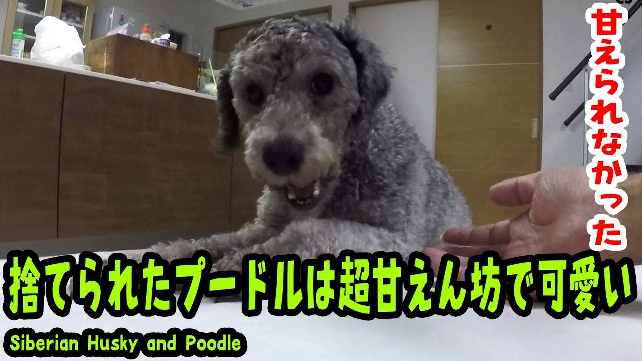 捨てられたプードルはとっても甘えん坊 Husky Puppy and Poodle