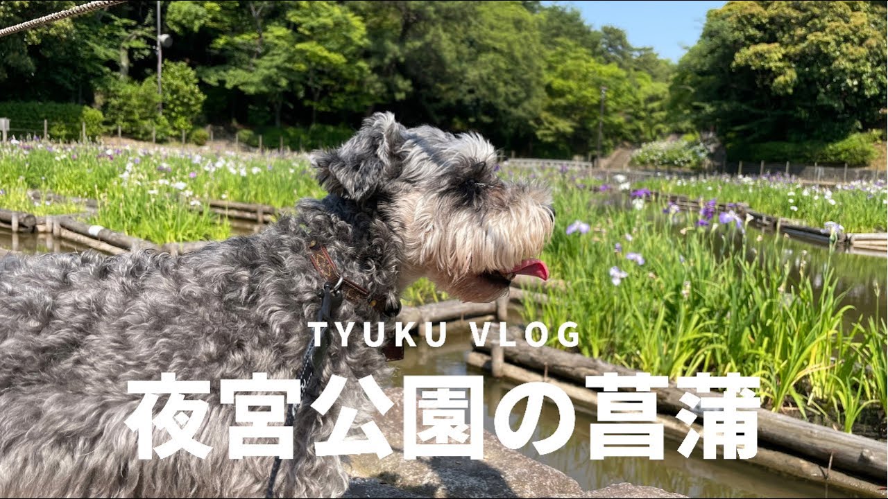 菖蒲で有名な夜宮公園へ行ってきた　シュナウザー　JAPAN　愛犬との暮らし　VLOG #shnauser