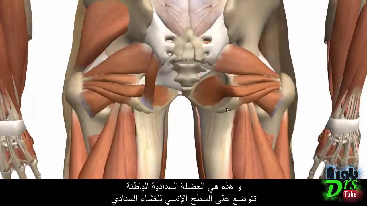 عضلات الفخذ و الناحية الأليوية ١ /ملخص/ {تشريح الطرف السفلي}