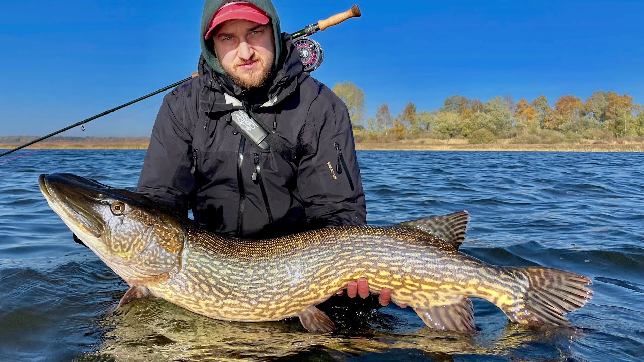 Hecht Fliegenfischen auf Rügen
