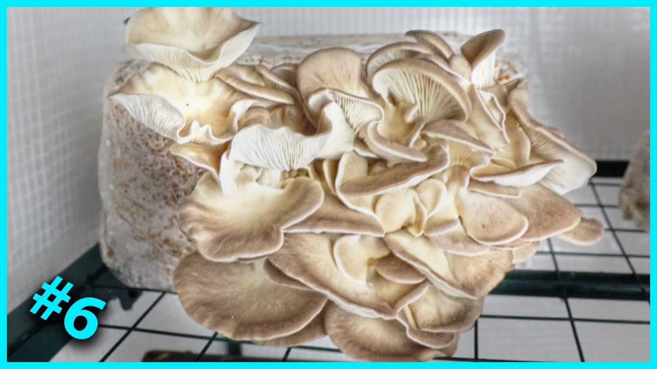 🍄 #6 Essai de culture du PLEUROTE PULMONAIRE [Pleurotus pulmonarius]