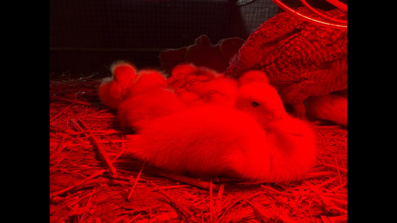 Chris is live in the barn with our forever animal friends